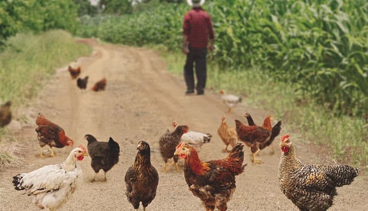 Abengourou : une dispute autour de deux poulets vire au meurtre