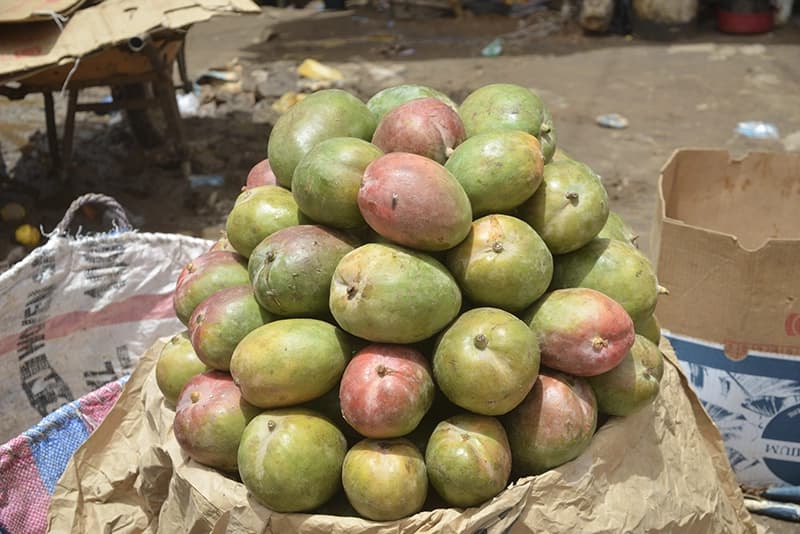 Filière mangue : la Côte d'Ivoire tourne la page des pertes post-récolte