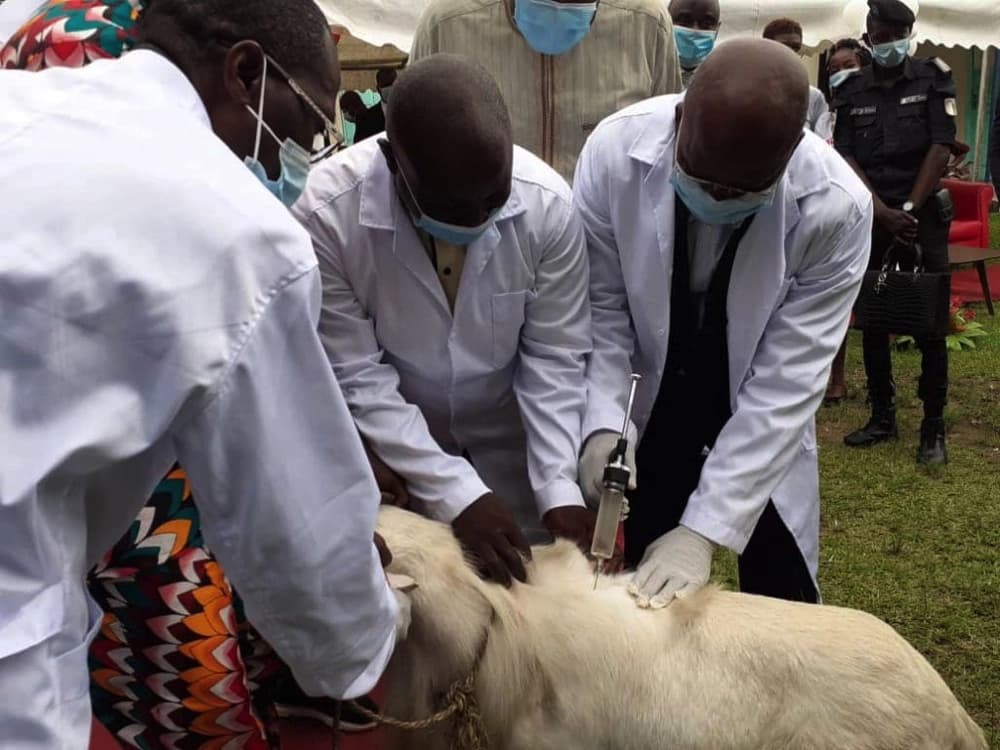Côte d’Ivoire : le MIRAH passe au numérique pour mieux surveiller les maladies animales
