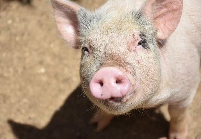 Côte d’Ivoire : peste porcine, Blé Goudé et les éleveurs réclament 15 milliards FCFA d’indemnisation